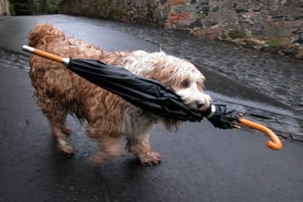 Ein kleiner Hund trägt einen Regenschirm (Symbolbild): In dieser Woche soll das Wetter in NRW viel Regen bringen.