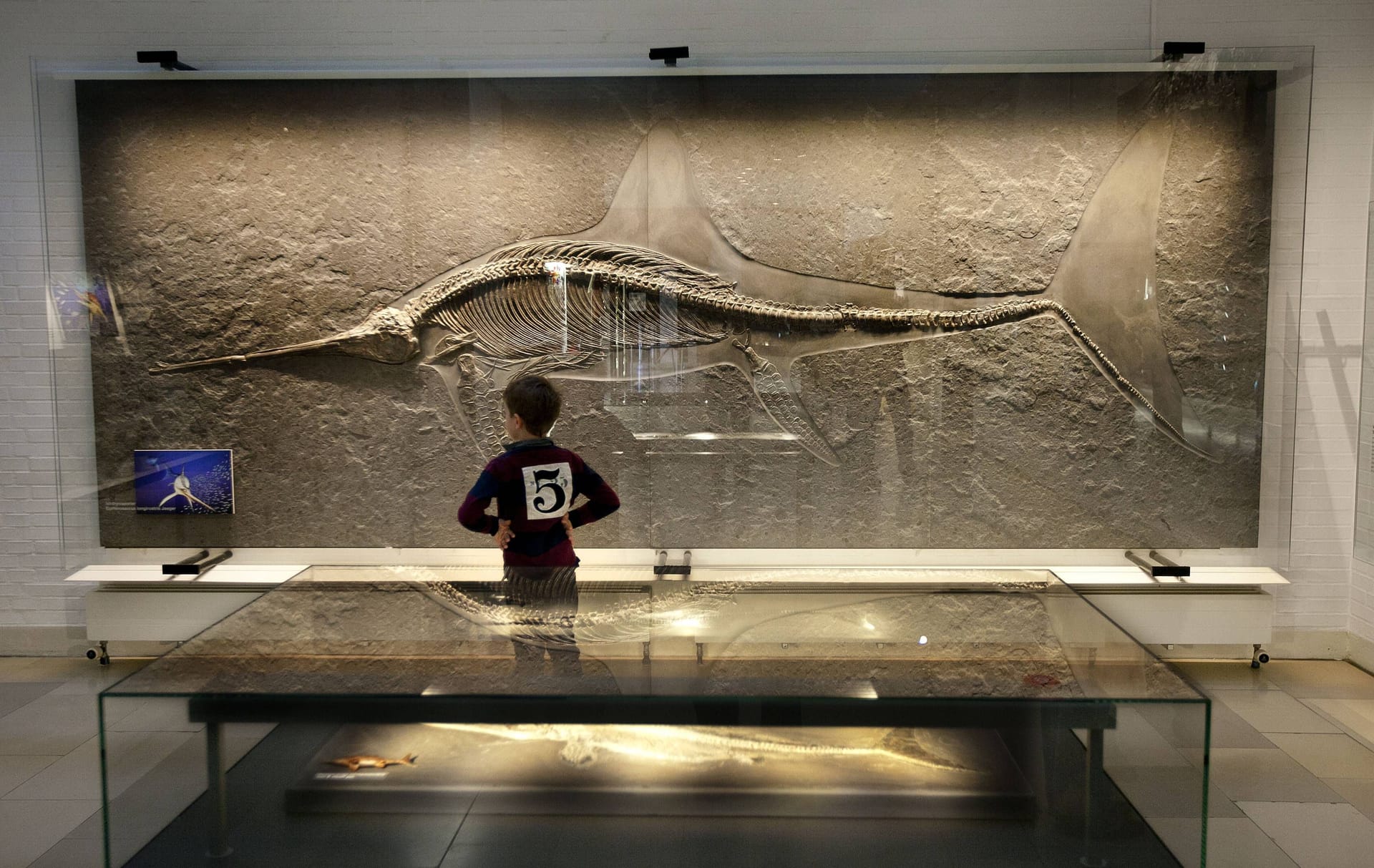 Ein Ichthyosaurier-Fossil im Urweltmuseum Hauff in Holzmaden, Baden-Württemberg. (Archivbild)