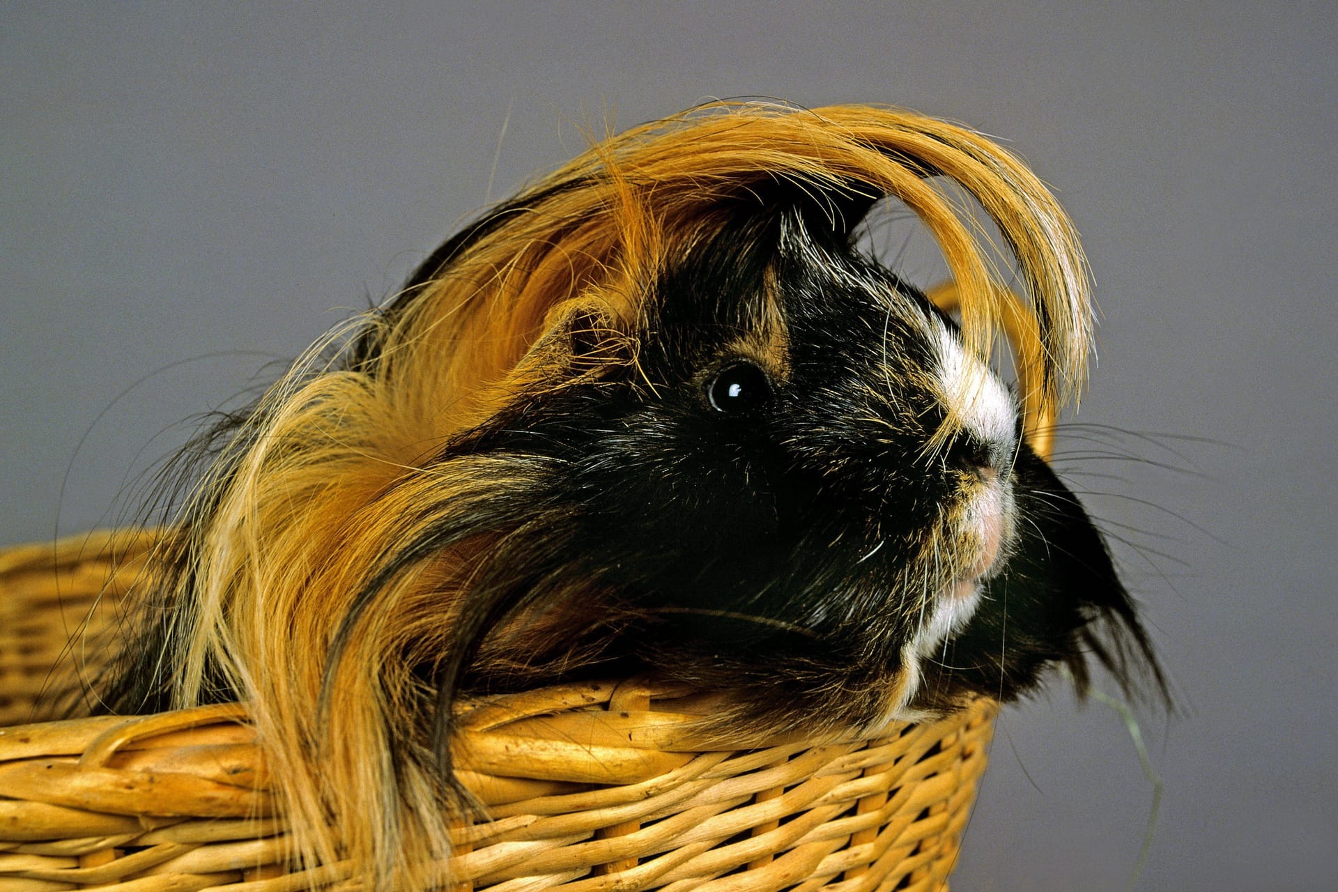 Ein Meerschweinchen sitzt in einem Korb (Symbolbild): Eine Passantin hat in Hannover ein ausgesetztes Meerschweinchen gefunden.