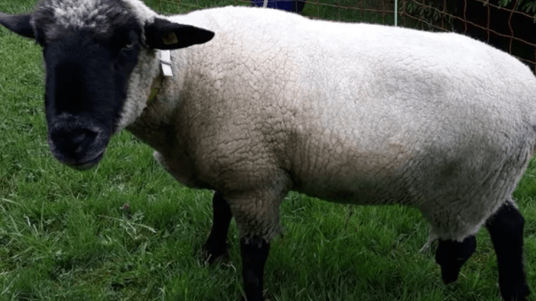 Schaf "Berthold" im Jahr 2019: Damals musste das Tier noch mit einer Kunststoffprothese auskommen. Nun bewegt er sich mit Karbon fort.