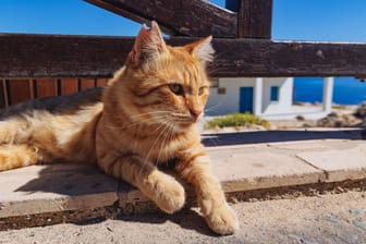 Eine Katze auf Zypern (Archivbild): Das Coronavirus ist mutiert.