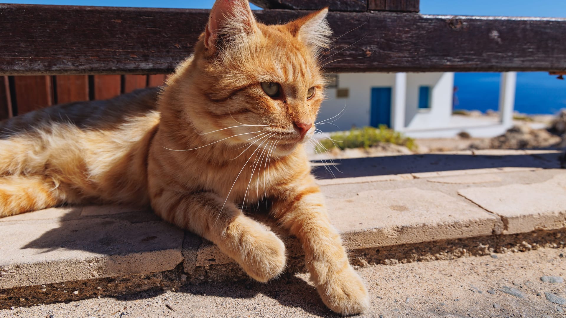 Eine Katze auf Zypern (Archivbild): Das Coronavirus ist mutiert. Eine Katze auf Zypern (Archivbild): Das Coronavirus ist mutiert.