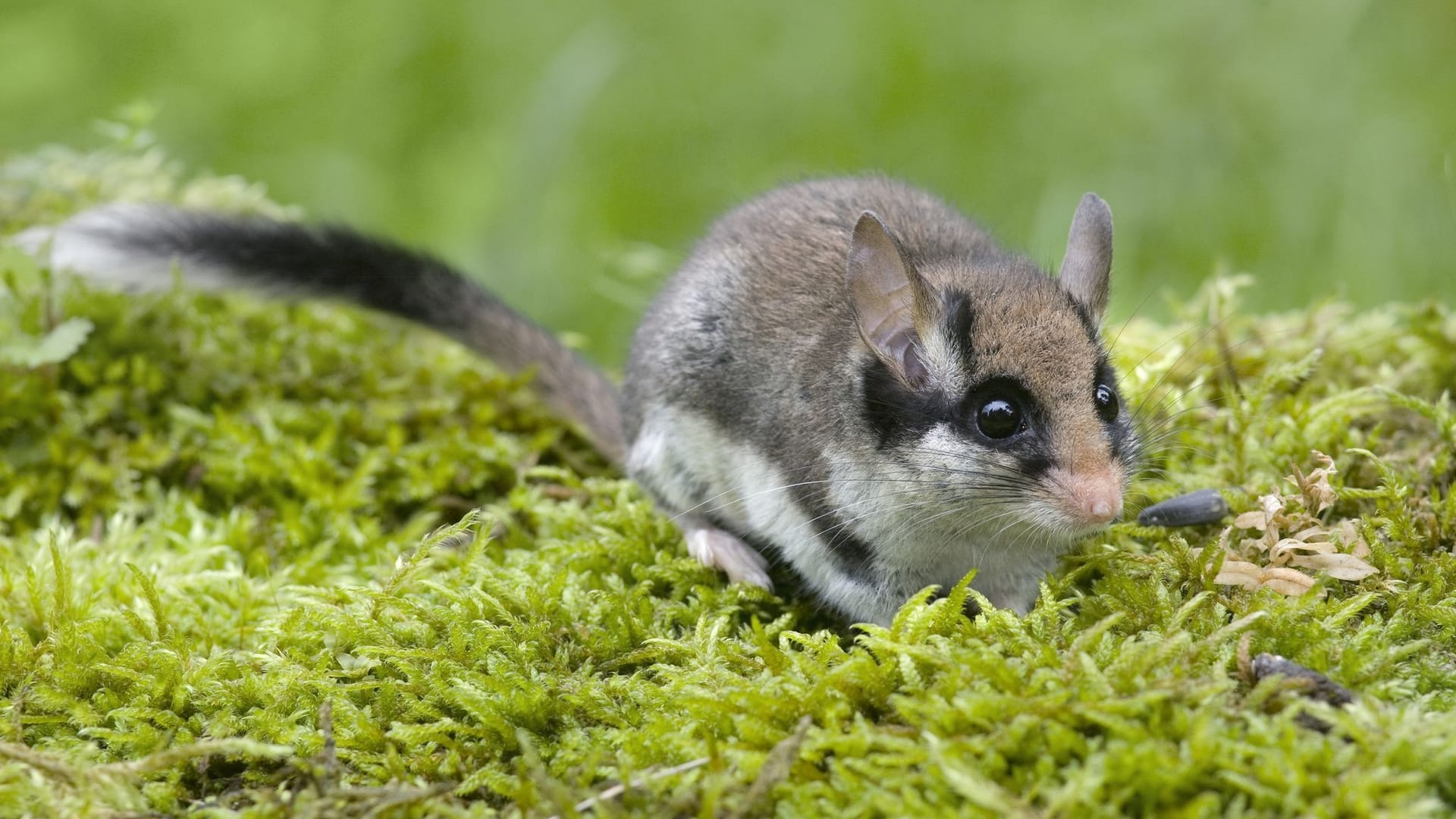 Gartenschläfer: Er wurde zum Tier des Jahres 2023 ernannt und gilt heutzutage als stark gefährdet.