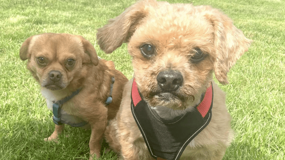 "Mario" (rechts) und "Gabriel" weichen einander nicht von der Seite. Wer die beiden Hunde aufnehmen möchte, kann dies nur im Doppelpack tun. "Mario" (rechts) und "Gabriel" weichen einander nicht von der Seite. Wer die beiden Hunde aufnehmen möchte, kann dies nur im Doppelpack tun.