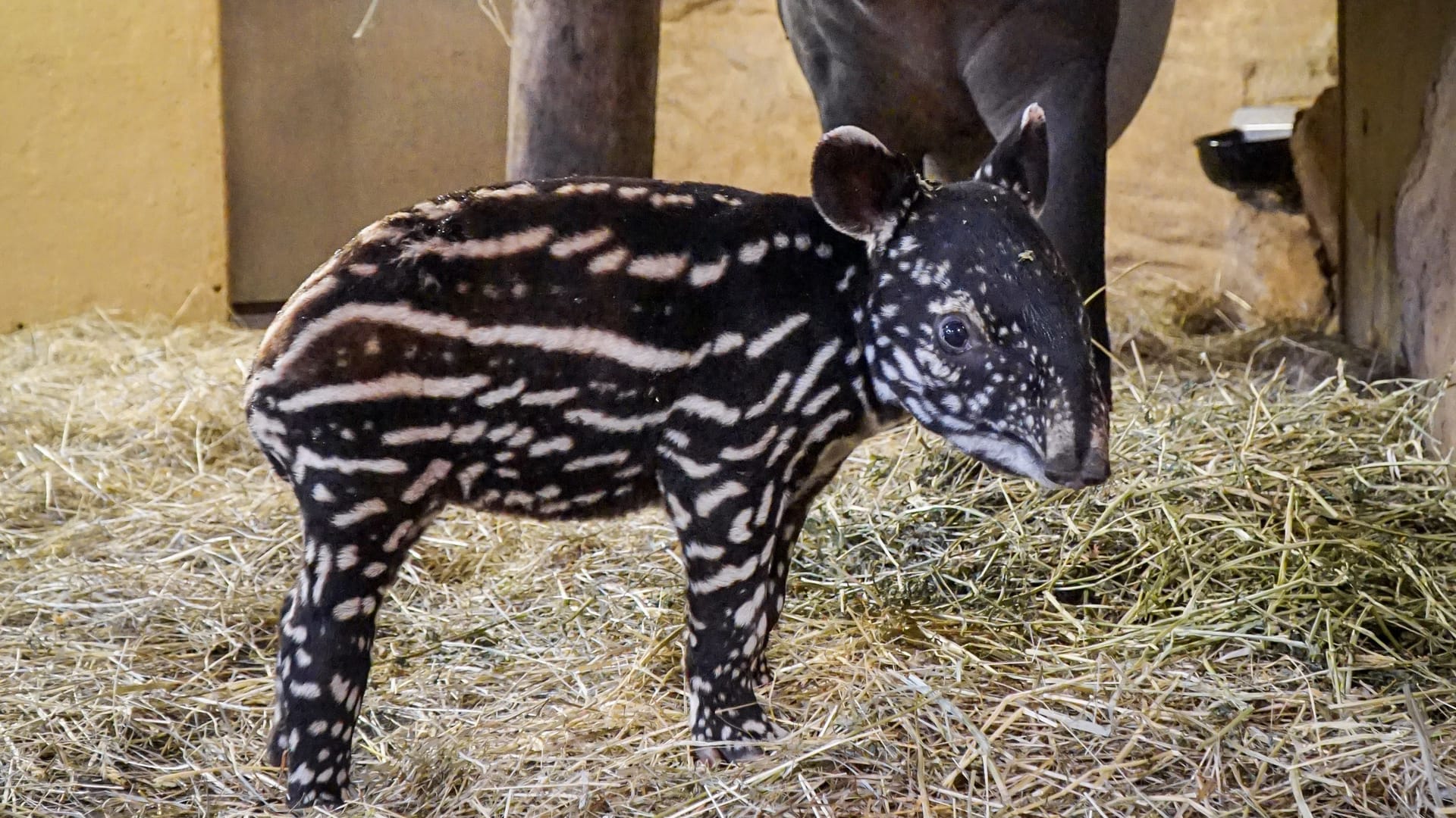 Das kleine Tapirweibchen ist sehr neugierig, bewegt sich viel un