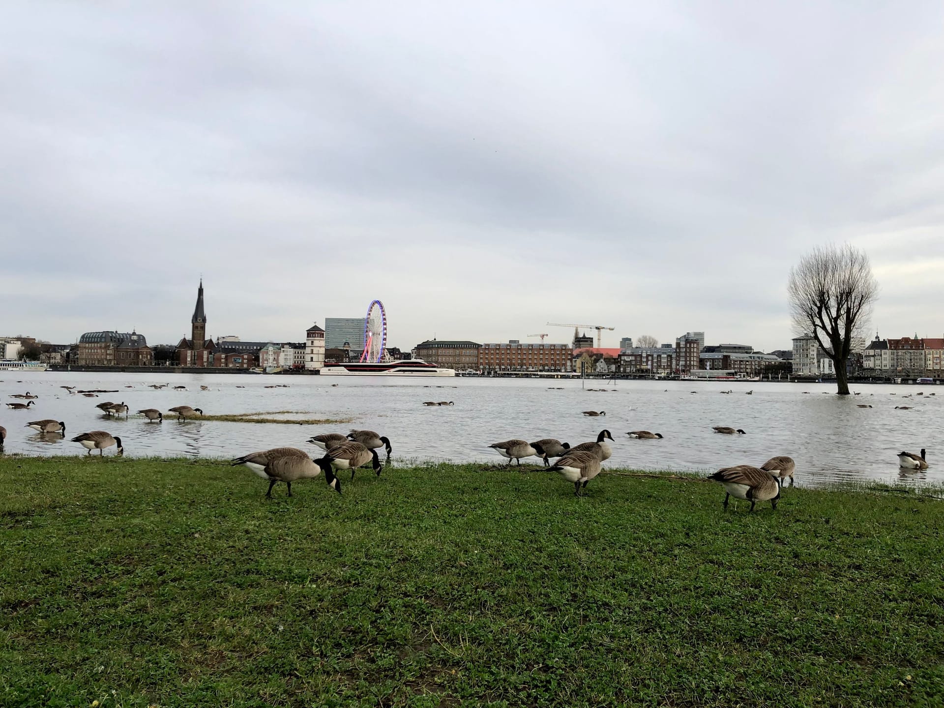 Zahlreiche Gänse sind auf den Rheinwiesen in Oberkassel anzutreffen.