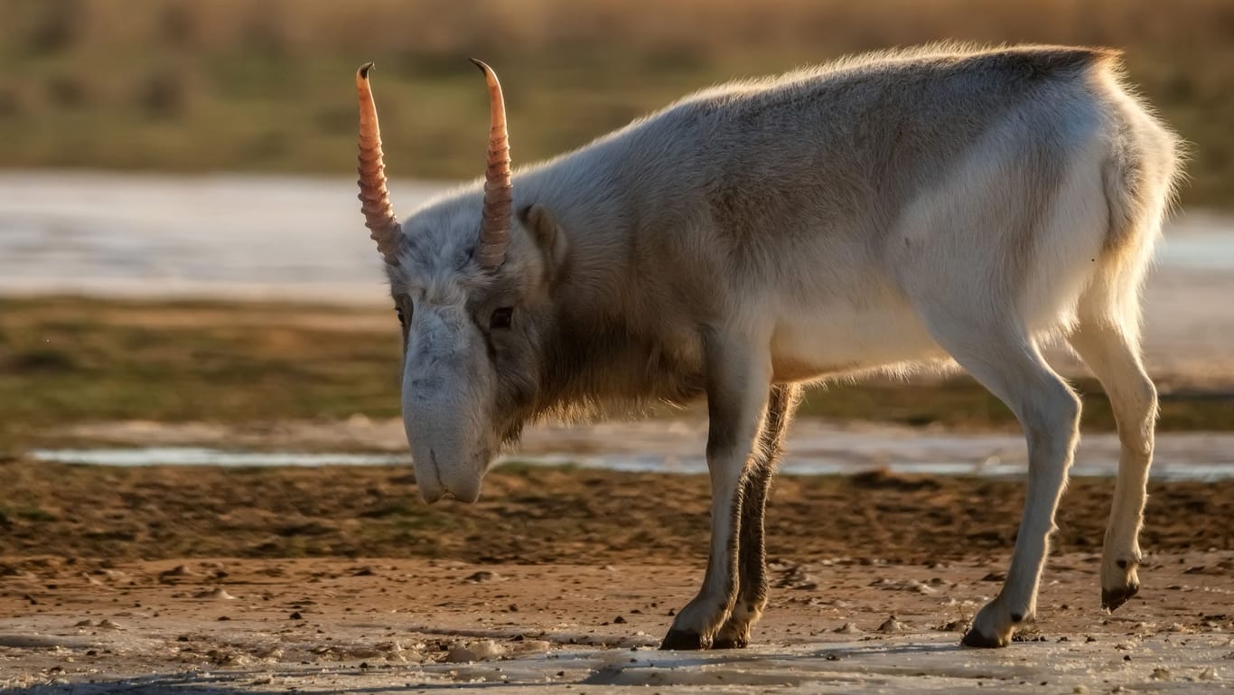 Kasachische Saiga-Antilope (Archivbild): Gute Nachrichten – das Huftier ist nicht mehr vom Aussterben bedroht.