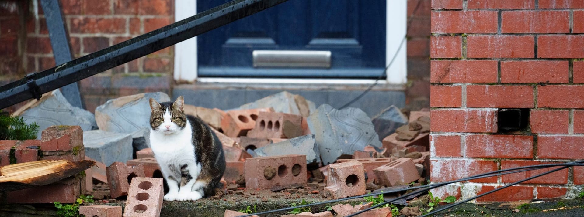 Katze sitzt nach Sturm in England zwischen Trümmern.