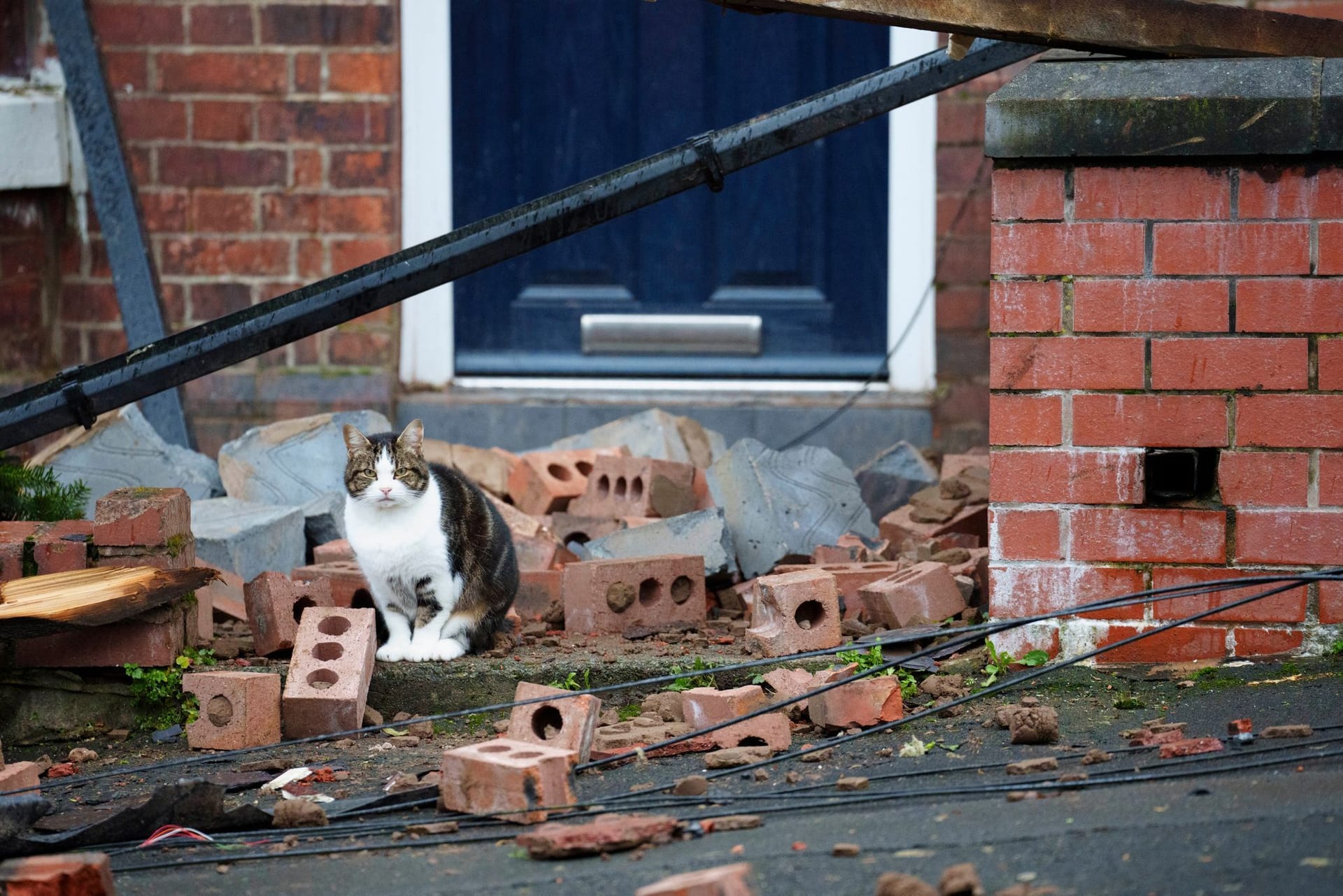 Katze sitzt nach Sturm in England zwischen Trümmern.