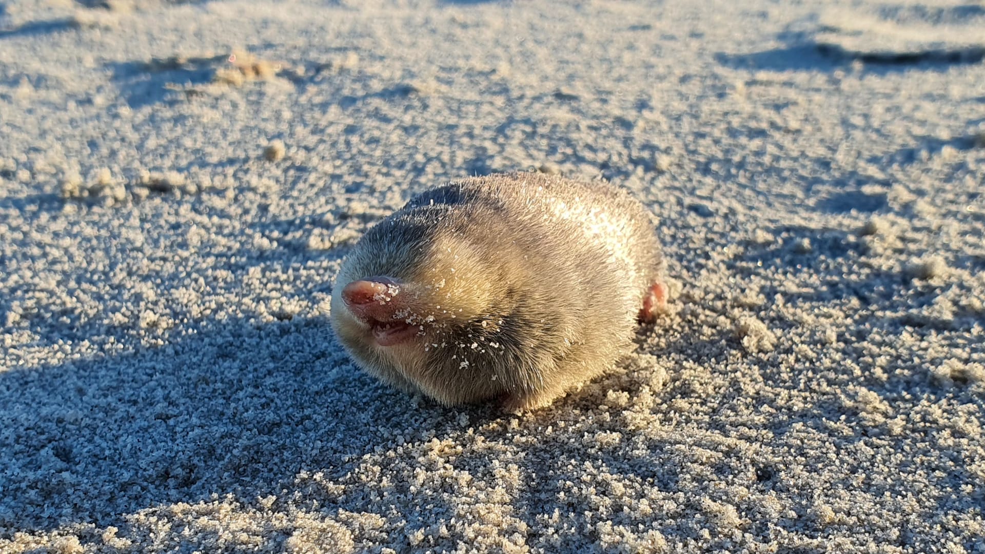 Ein De Wintons Goldmull: Die Wiederentdeckung des Tierchens gelang bei Port Nolloth in der Provinz Nordkap in Südafrika.