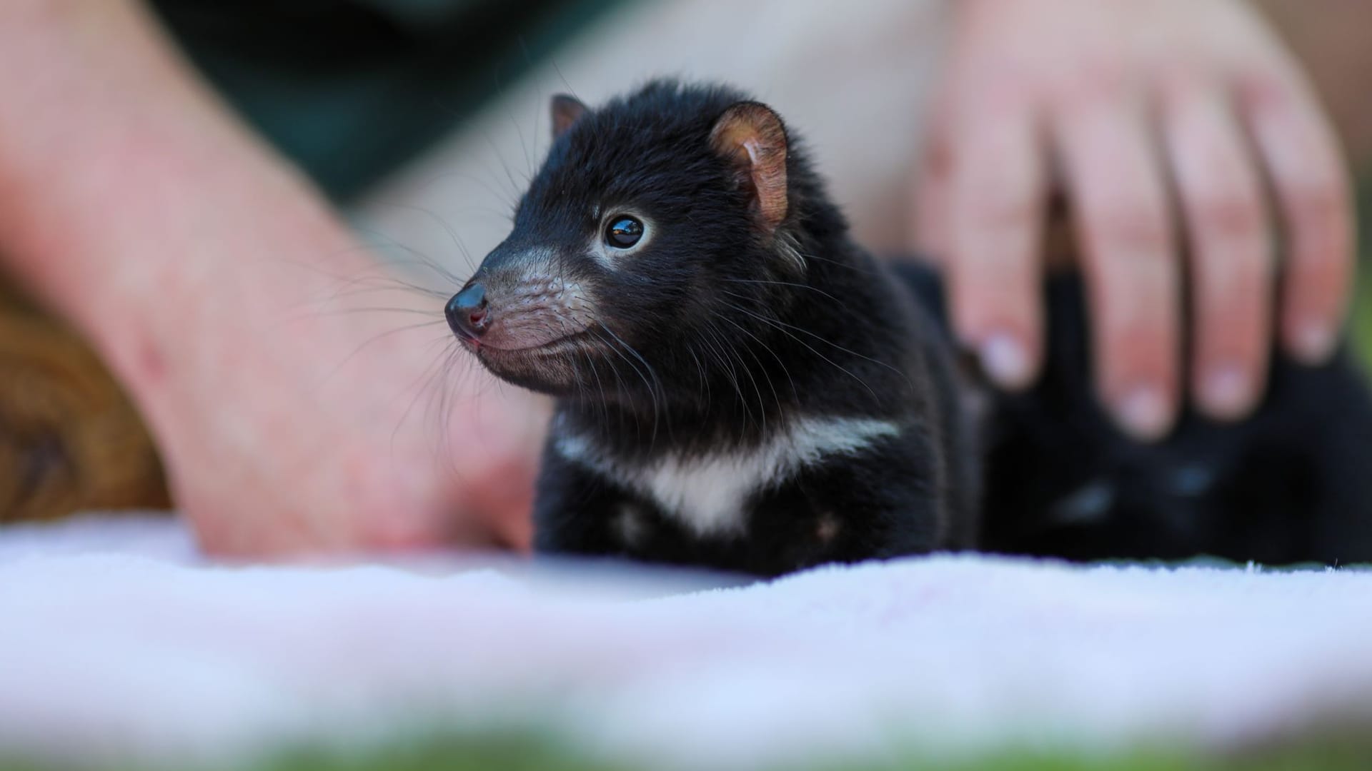 Baby-Boom bei bedrohten Arten in Australien Baby-Boom bei bedrohten Arten in Australien