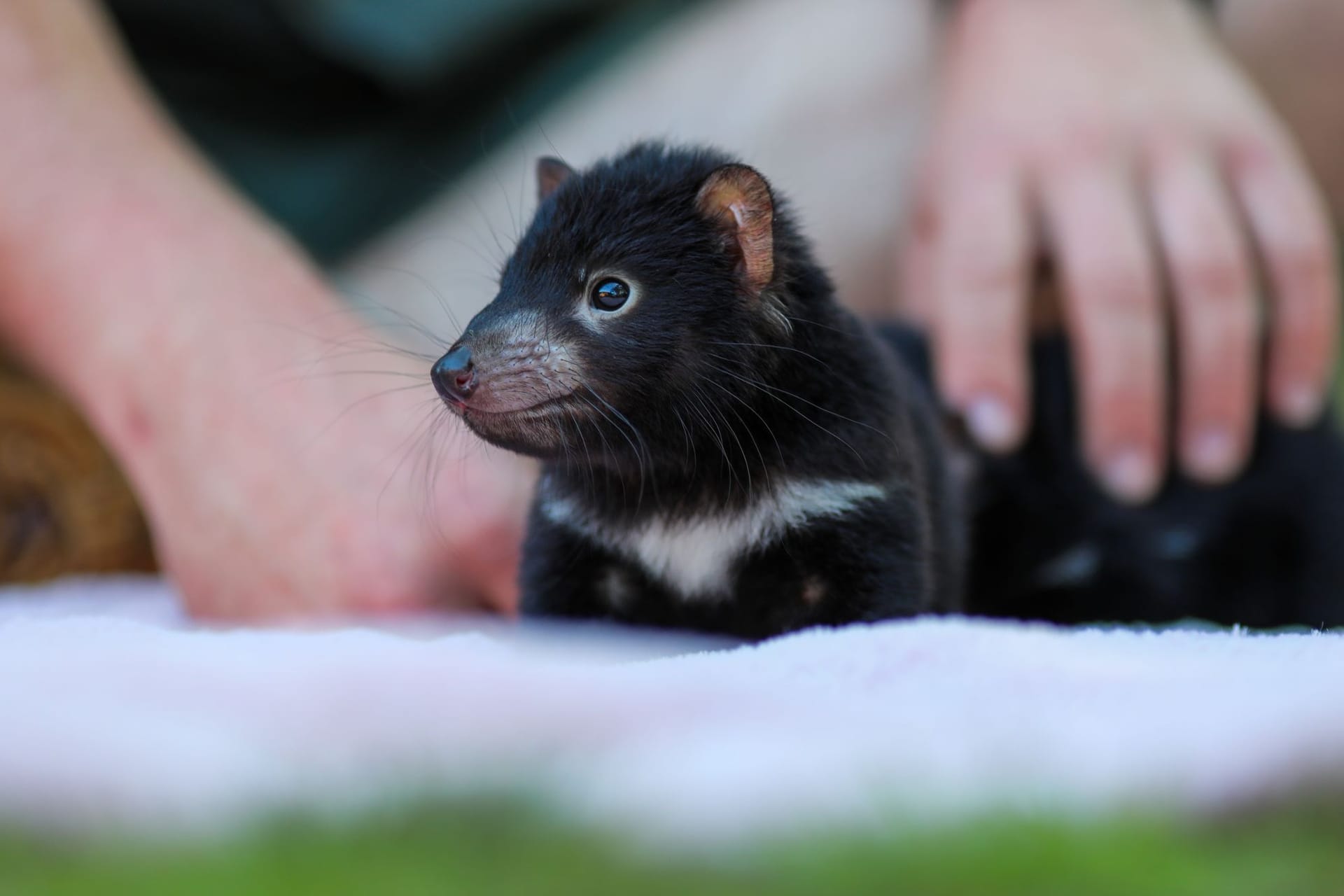 Baby-Boom bei bedrohten Arten in Australien