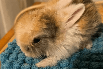 Kämpferherz in weicher Schale: Die Geschwister des Kaninchen überlebten nicht.