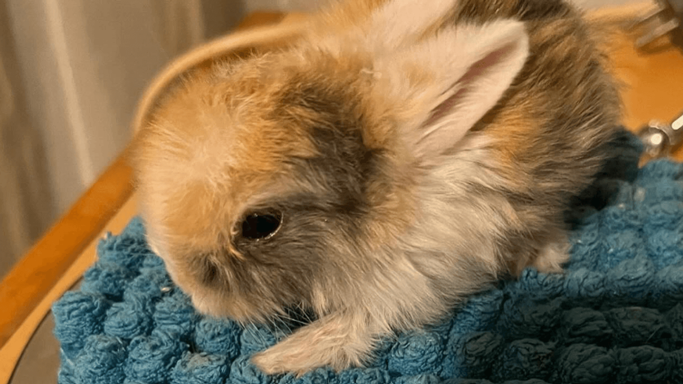 Kämpferherz in weicher Schale: Die Geschwister des Kaninchen überlebten nicht.