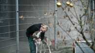 Berlin: Tierheim setzt Vermittlung vor Weihnachten bis Neujahr aus  