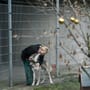 Berlin: Tierheim setzt Vermittlung vor Weihnachten bis Neujahr aus  
