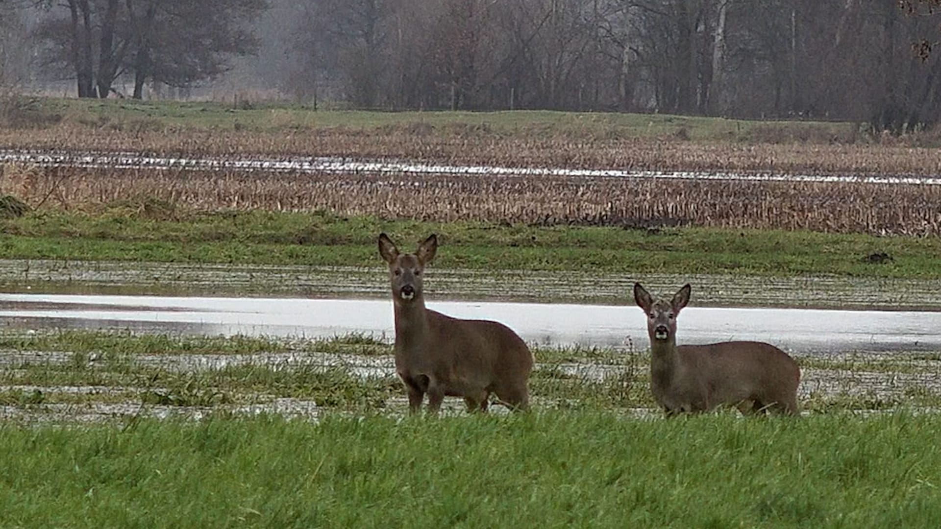 Rehe stehen im Überflutungsgebiet. Das Nahrungsangebot für die Tiere ist aktuell massiv eingeschränkt.