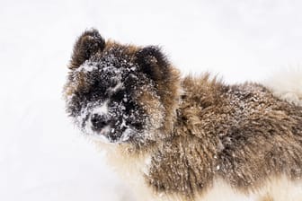 Ein Akita im Schnee (Symbolbild): Peta hat eine Belohnung ausgelobt.
