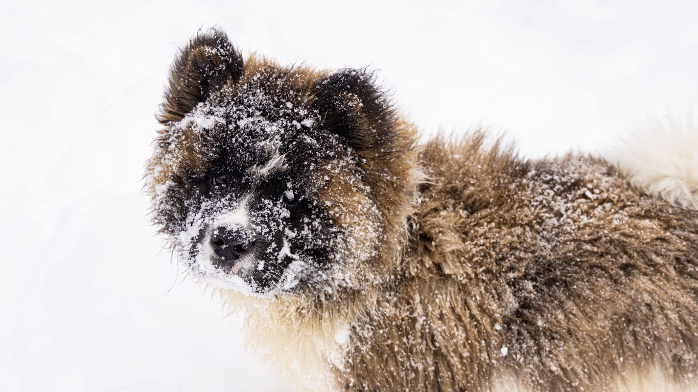 Ein Akita im Schnee (Symbolbild): Peta hat eine Belohnung ausgelobt.