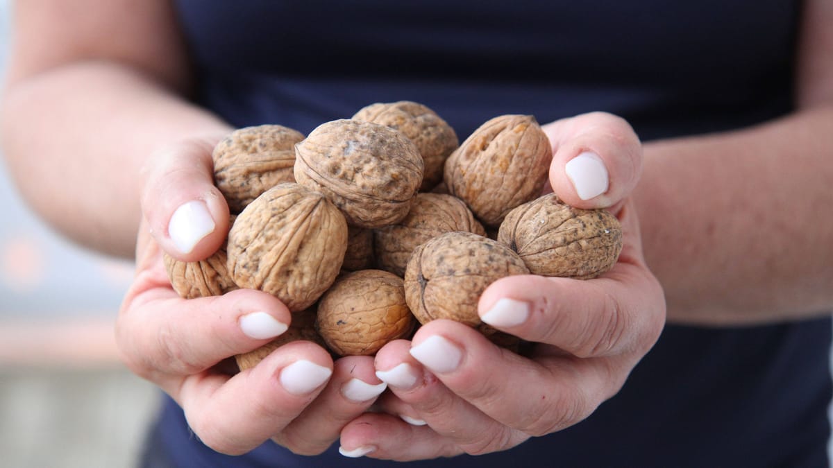Walnüsse einfrieren die besten Tipps und Tricks