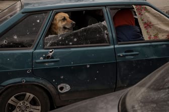 Ein Hund sitzt auf dem Rücksitz eines Autos bei Charkiw (Archivbild). Lettland hat in diesem Jahr mehr als 270 Autos von Alkoholsündern beschlagnahmt und spendet sie an die Ukraine.