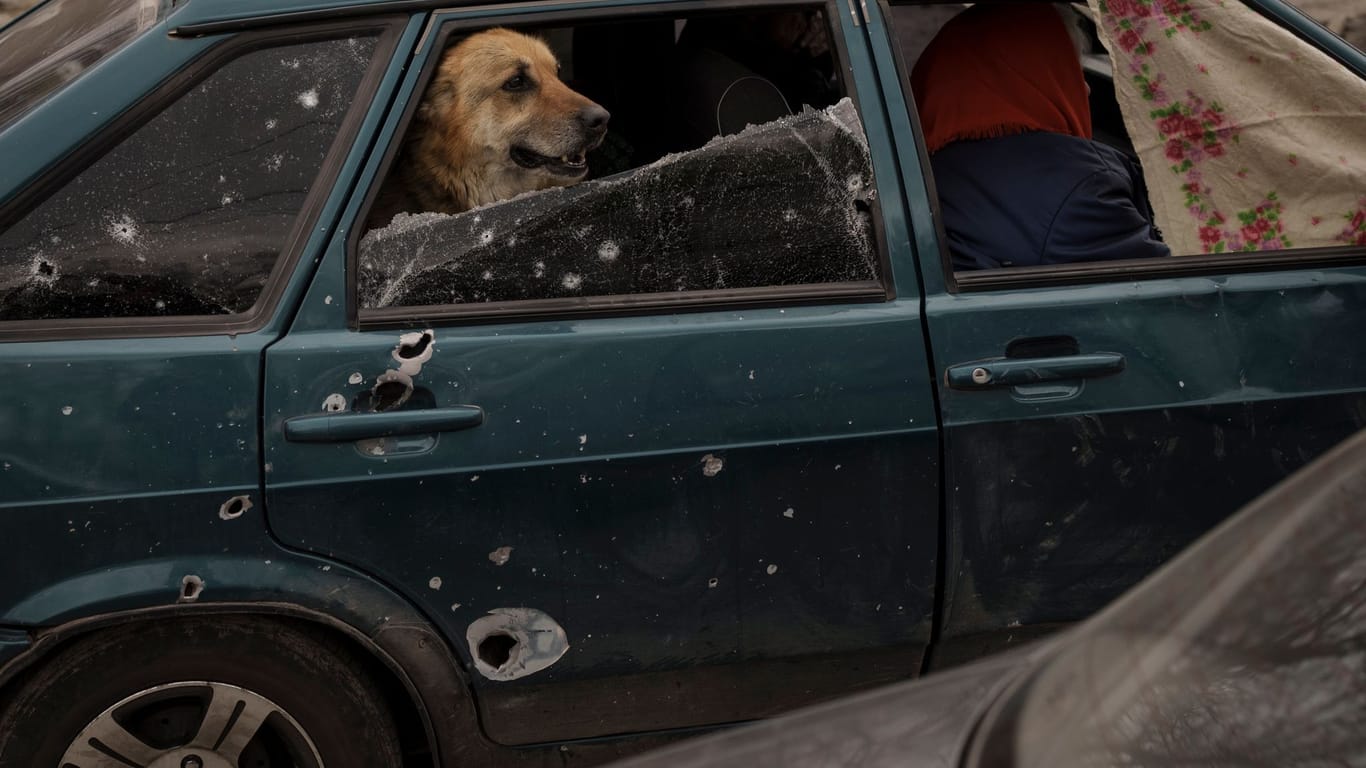 Ein Hund sitzt auf dem Rücksitz eines Autos bei Charkiw (Archivbild). Lettland hat in diesem Jahr mehr als 270 Autos von Alkoholsündern beschlagnahmt und spendet sie an die Ukraine.