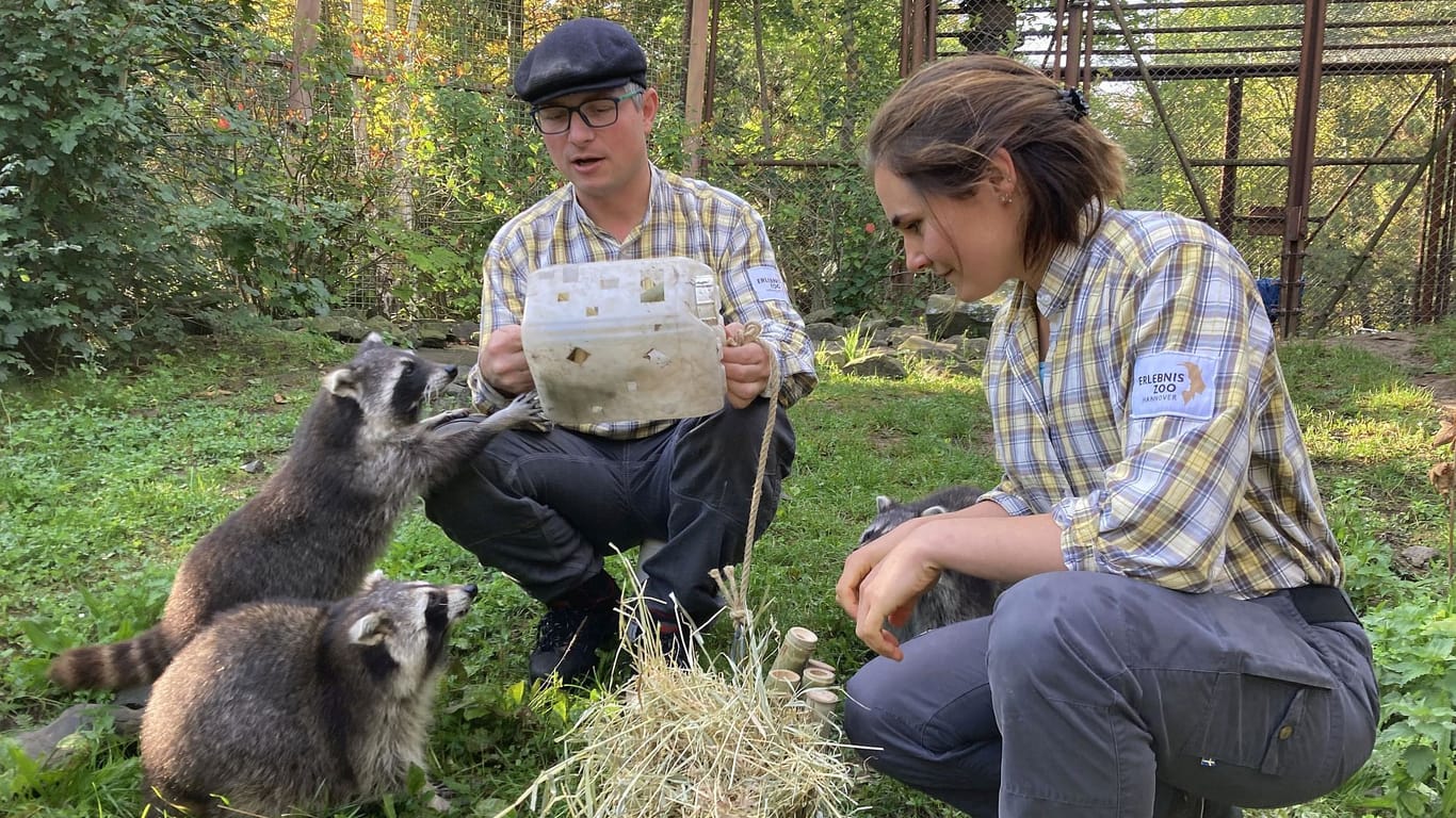 Tierischer Einsatz: Tierpfleger basteln Spielzeug für die Waschbären – ein TV-Team begleitet sie dabei.