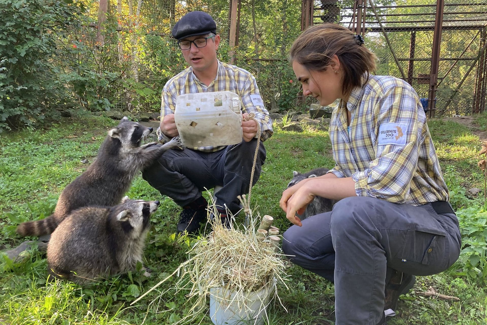 Tierischer Einsatz: Tierpfleger basteln Spielzeug für die Waschbären – ein TV-Team begleitet sie dabei.