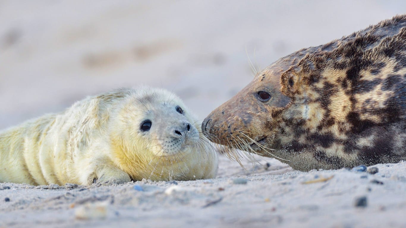 Junge Kegelrobbe am Strand (Symbolbild): Auf Helgoland wächst die Population des Raubtieres seit Jahren stetig.