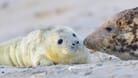 Junge Kegelrobbe am Strand (Symbolbild): Auf Helgoland wächst die Population des Raubtieres seit Jahren stetig.