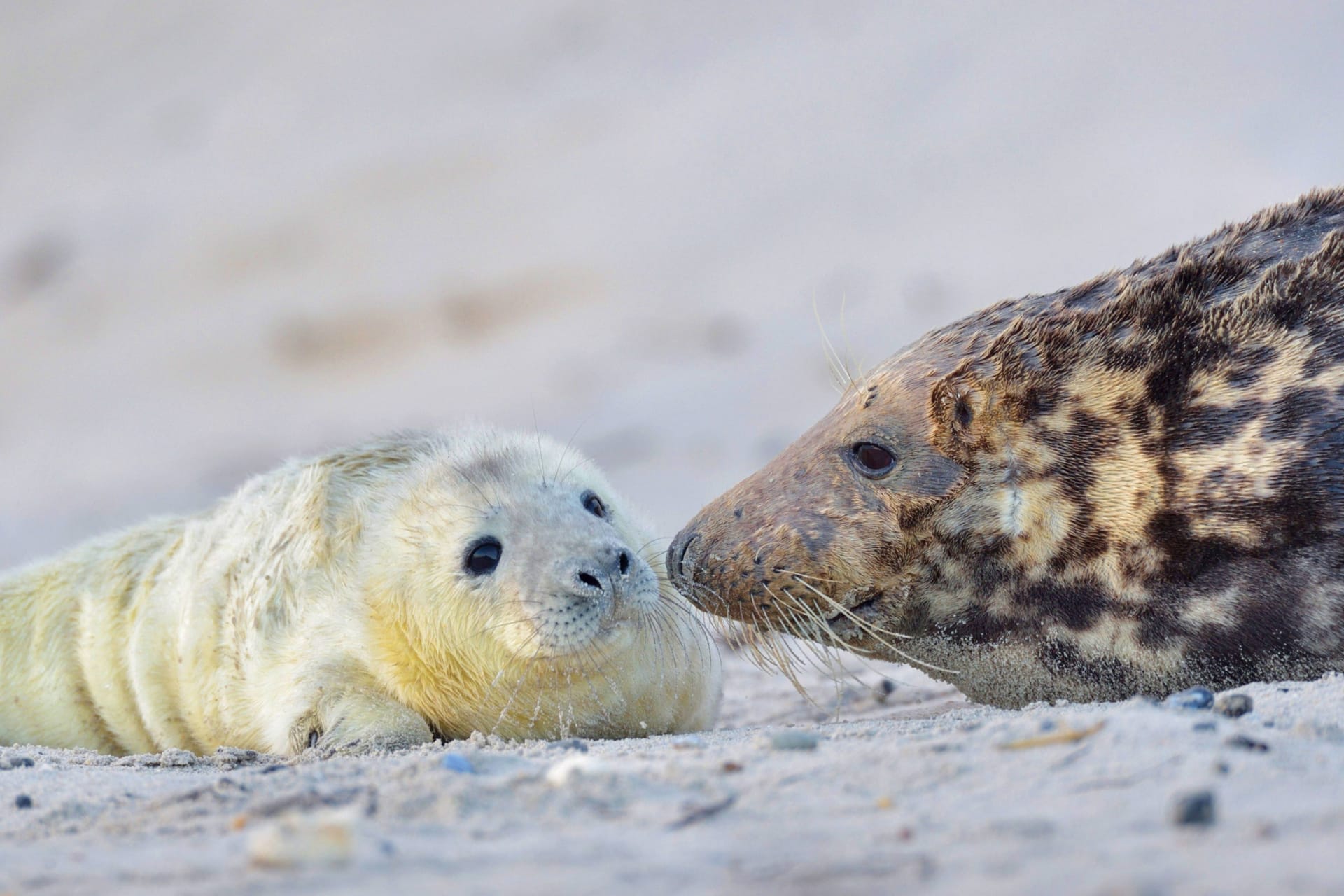 Junge Kegelrobbe am Strand (Symbolbild): Auf Helgoland wächst die Population des Raubtieres seit Jahren stetig.