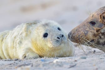 Junge Kegelrobbe am Strand (Symbolbild): Auf Helgoland wächst die Population des Raubtieres seit Jahren stetig.