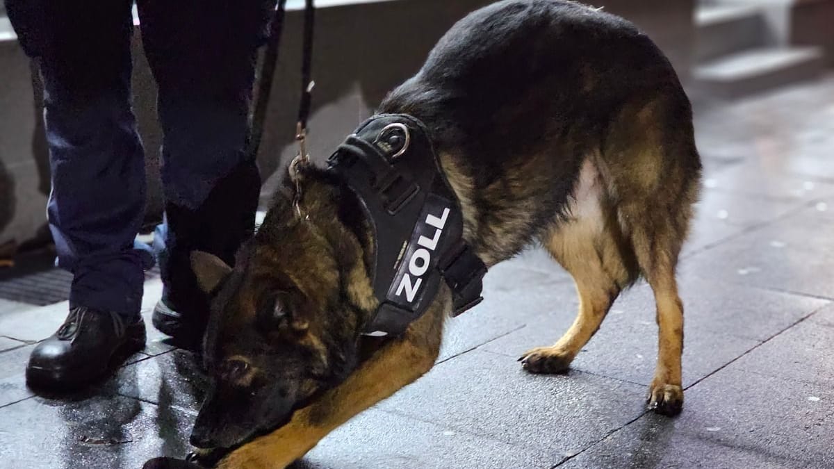 Zollhund Faxe: Mit seiner Nase erschnüffelt er Drogen an ungewöhnlichen Orten. Zollhund Faxe: Mit seiner Nase erschnüffelt er Drogen an ungewöhnlichen Orten.