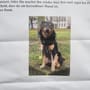 Bremen: Unbekannter entführt Hund "Archie" – Familie sucht verzweifelt