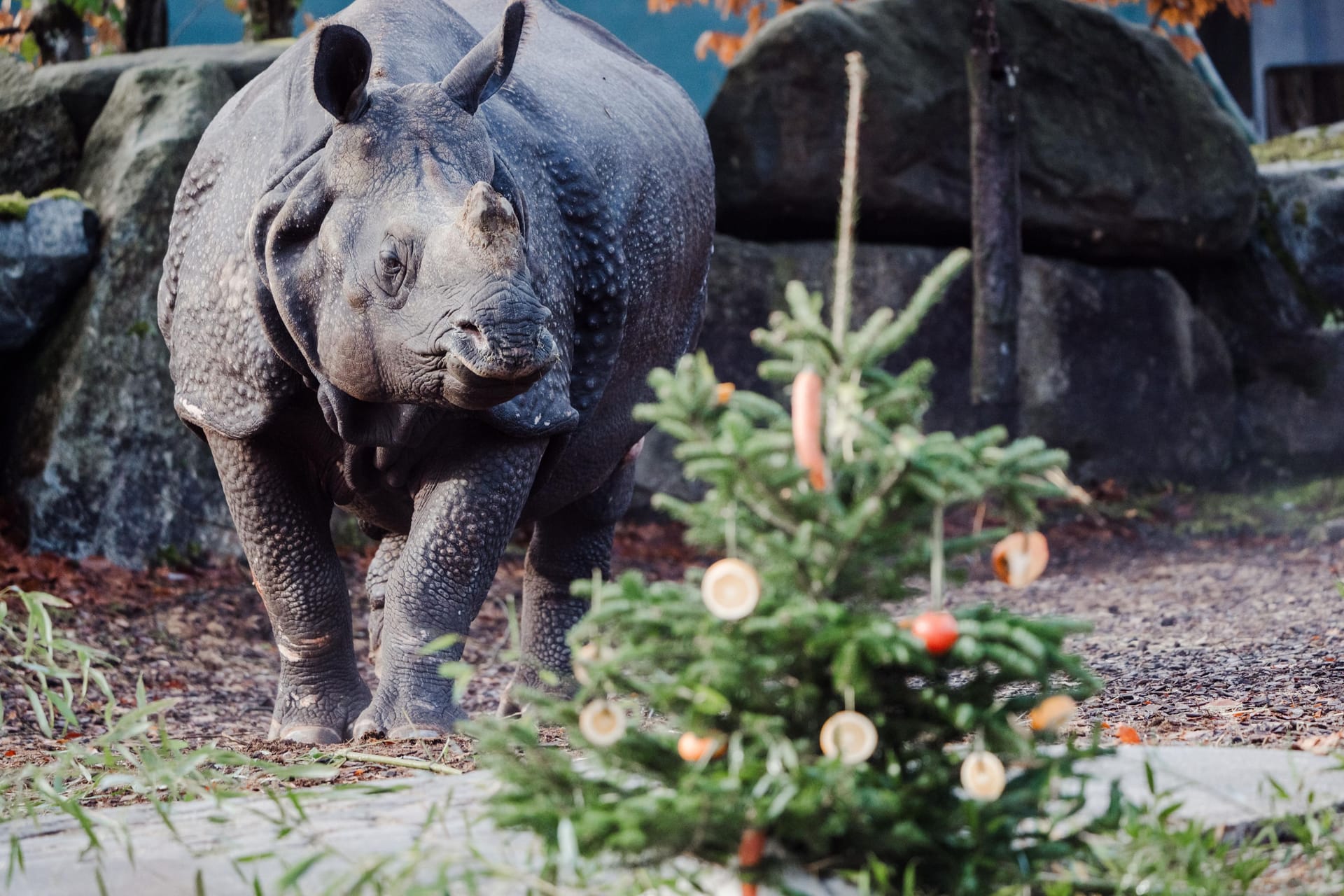 Dieses Nashorn scheint sich über den Minichristbaum zu freuen.