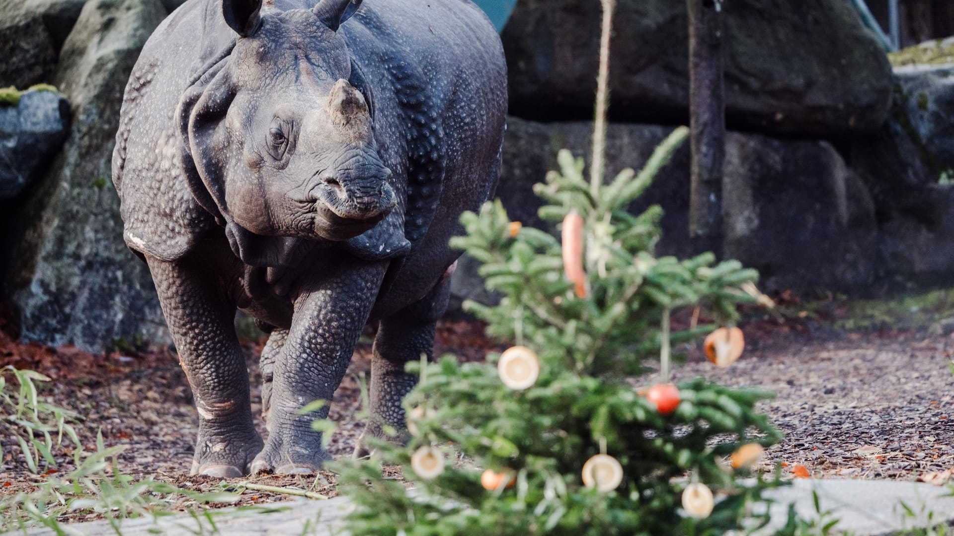 Dieses Nashorn scheint sich über den Minichristbaum zu freuen.