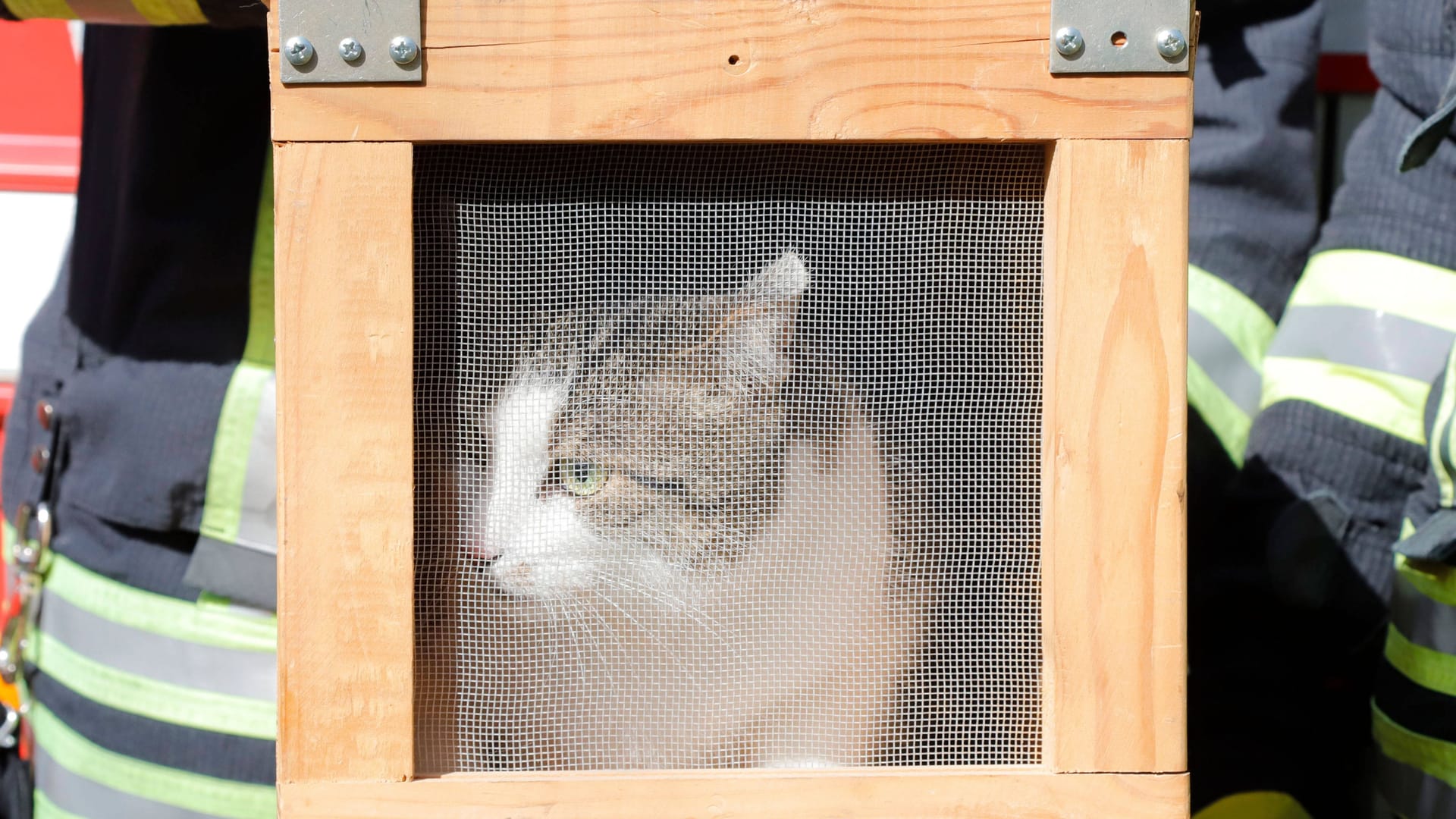 Ein Feuerwehrmann hält eine Katze in einer Transportbox in seinen Händen (Symbolbild). Ein Feuerwehrmann hält eine Katze in einer Transportbox in seinen Händen (Symbolbild).