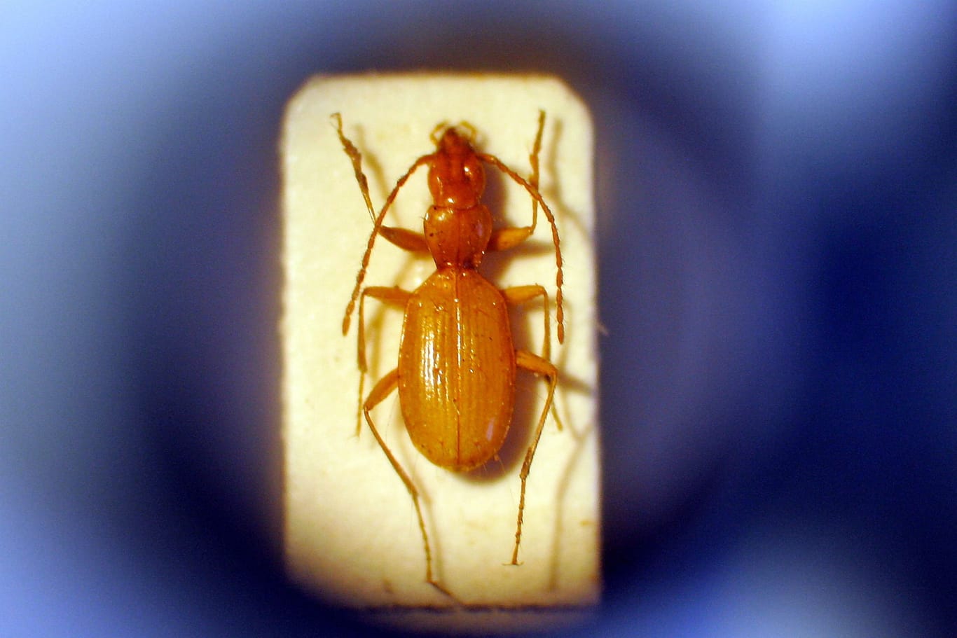 Anophthalmus hitleri (Archivbild): Der Käfer ist unter Neonazis beliebt.
