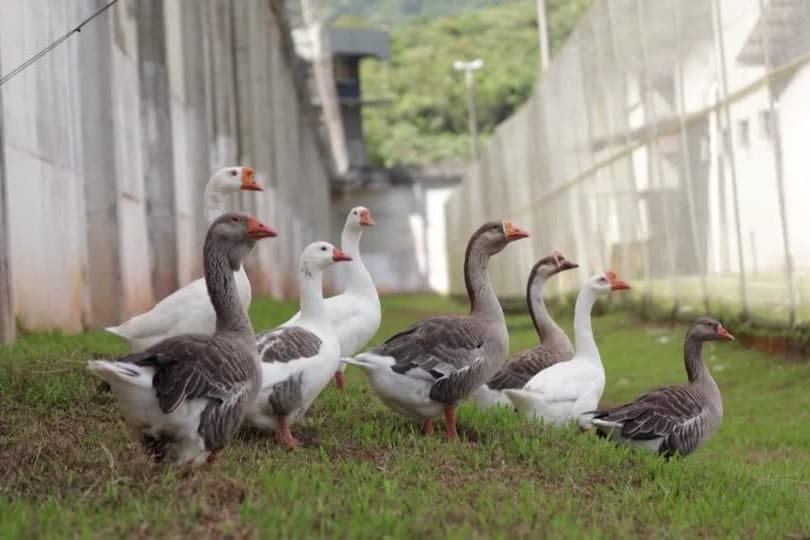 BRASILIEN-GEFAENGNIS/GAENSE