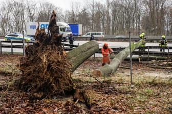 Kleintransporter kracht gegen umgefallenen Baum auf der A3