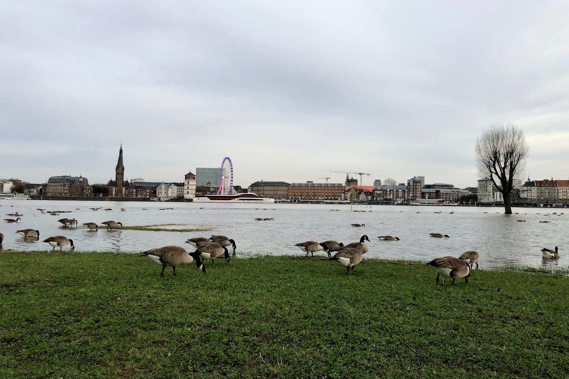 Gänse auf den Rheinwiesen in Oberkassel: Der Rheinpegel sinkt wieder.