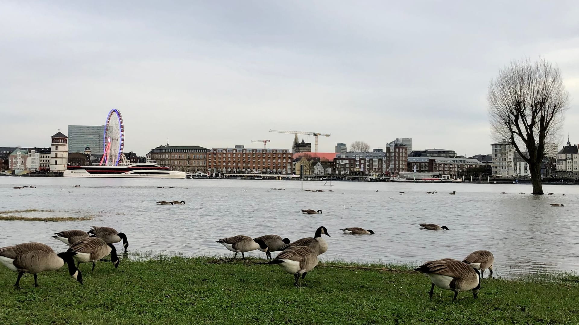 Gänse auf den Rheinwiesen in Oberkassel: Der Rheinpegel sinkt wieder.