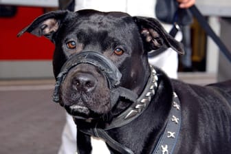 Ein Hund mit Maulkorb (Symbolfoto): Das Tier wird als schwarzer Kampfhund beschrieben. Nähere Angaben liegen der Polizei nicht vor.