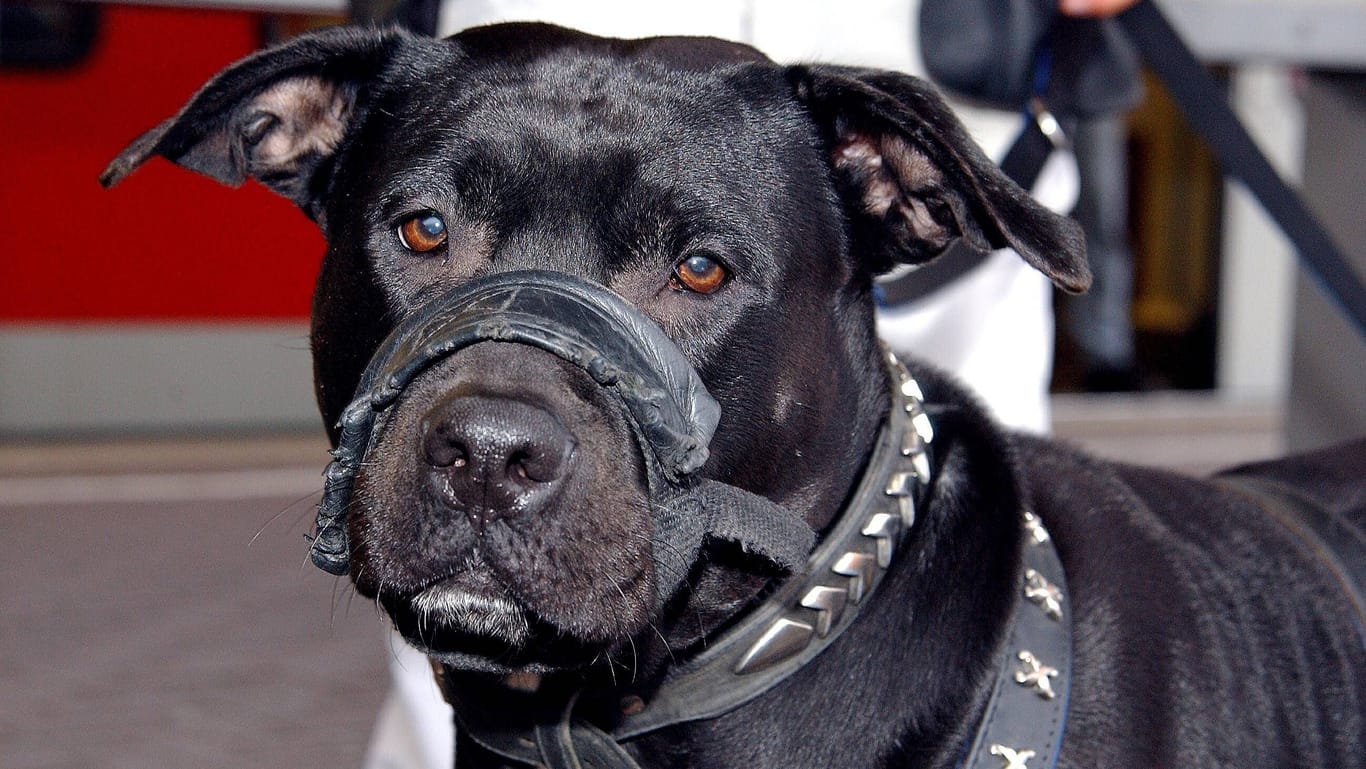 Ein Hund mit Maulkorb (Symbolfoto): Das Tier wird als schwarzer Kampfhund beschrieben. Nähere Angaben liegen der Polizei nicht vor.