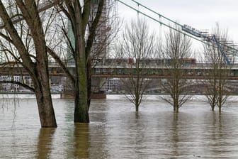 Die Bäume auf der Rheinaue in Köln-Riehl stehen im Hochwasser des Rheins.