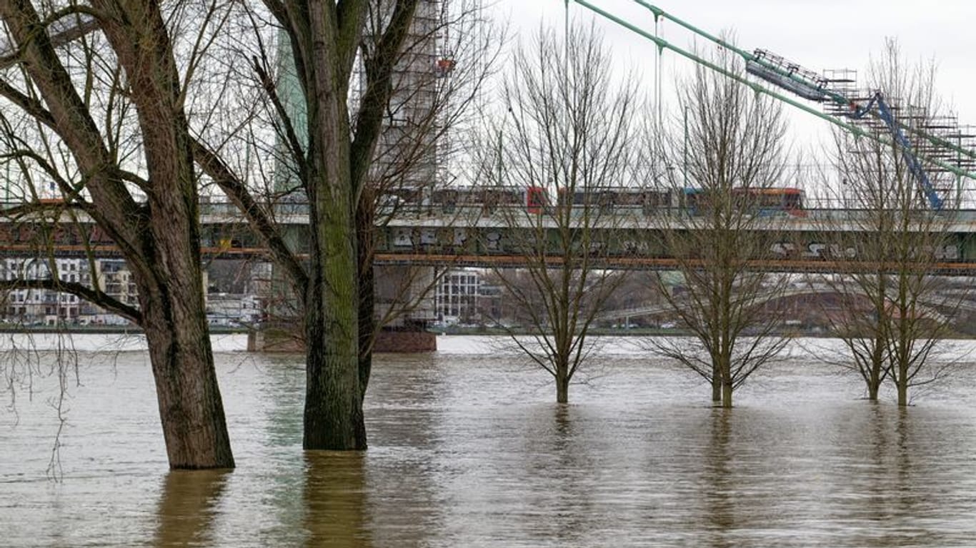 Die Bäume auf der Rheinaue in Köln-Riehl stehen im Hochwasser des Rheins.