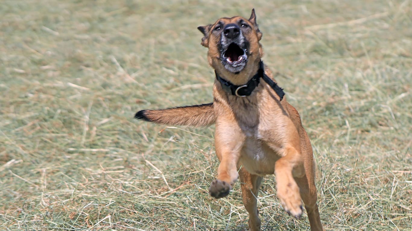 Belgischer Schäferhund (Symbolbild): Drei aggressive Tiere sollen über die Frau hergefallen sein.