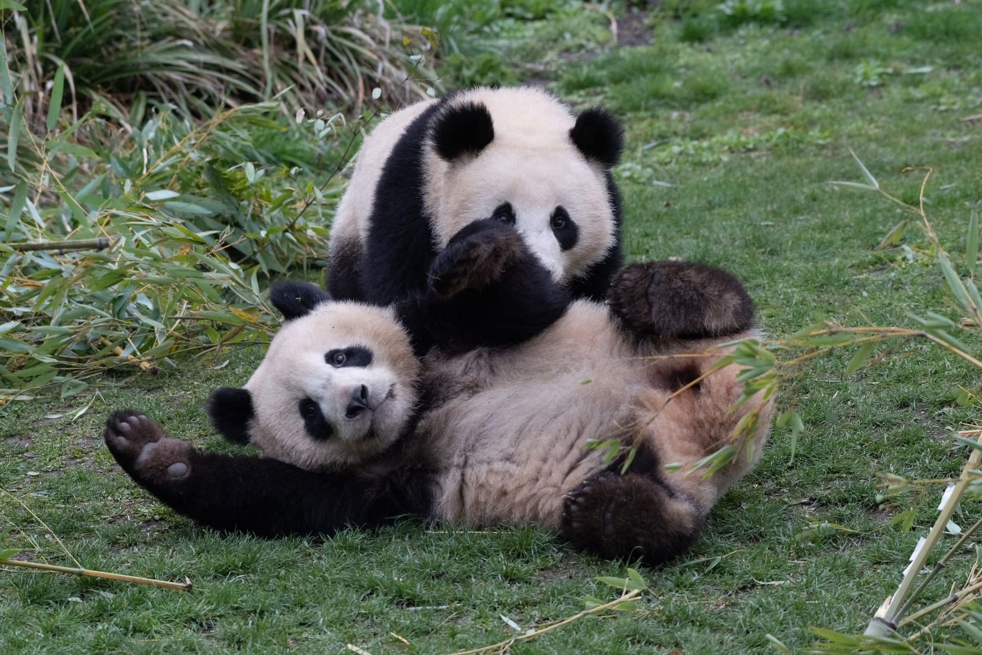 Pandabären Pit und Paule