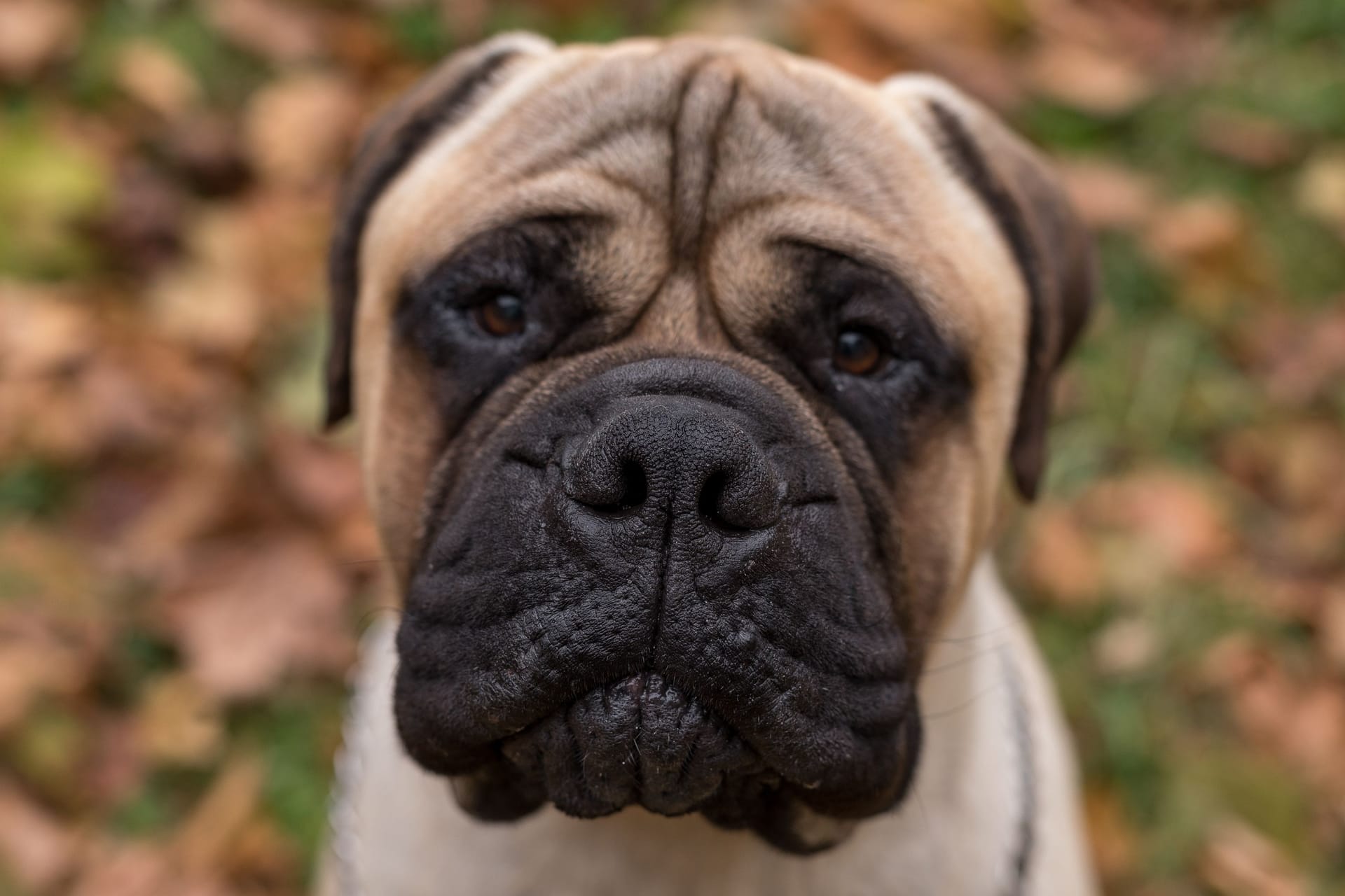 Bullmastiff dog Portrait.