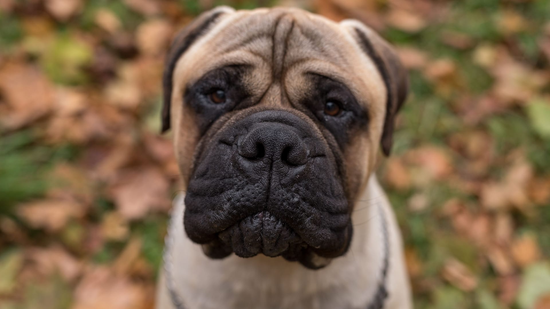 Bullmastiff dog Portrait. Bullmastiff dog Portrait.